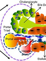 Isolation and Culturing Primary Cholangiocytes from Mouse Liver