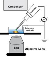 Electrophysiological Recordings of the Polycystin Complex in the Primary Cilium of Cultured Mouse IMCD-3 Cell Line