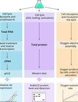 Quantification of RuBisCO Expression and Photosynthetic Oxygen Evolution in Cyanobacteria