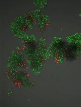 High-throughput Screening for Defense Priming-inducing Compounds in Parsley Cell Cultures