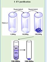 APEX-mediated Proximity Labeling of Proteins in Cells Targeted by Extracellular Vesicles