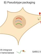 严重急性呼吸系统综合症冠状病毒 2 (SARS-CoV-2) 慢病毒假型的生产、滴定、中和、储存和冻干