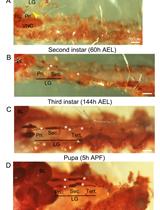 Intact in situ Preparation of the Drosophila melanogaster  Lymph Gland for a Comprehensive Analysis of Larval Hematopoiesis