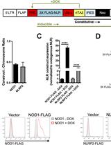 Lentivirus-mediated Conditional Gene Expression  