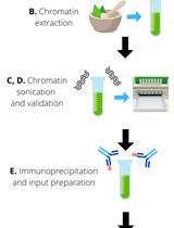 Histone modification ChIP-seq on <i>Arabidopsis thaliana</i> Plantlets