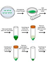 从拟南芥幼苗中富集细胞质 RNA 颗粒