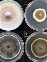 Determination of Fungal Tolerance Index to Heavy Metals and Heavy Metal Resistance Tests