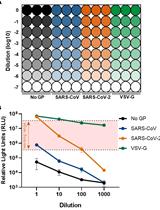 Production of Recombinant Replication-defective Lentiviruses Bearing the SARS-CoV or SARS-CoV-2 Attachment Spike Glycoprotein and Their Application in Receptor Tropism and Neutralisation Assays