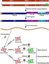 基于核衣壳的 SARS-CoV-2 转互补细胞培养系统，重现完整的病毒生命周期