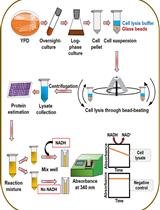 An Assay to Determine NAD(P)H: Quinone Oxidoreductase Activity in Cell Extracts from <i>Candida glabrata</i>