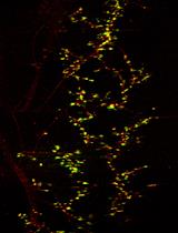 Whole-mount Staining of Mouse Diaphragm Neuromuscular Junctions