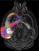 Macroscopic Structural and Connectome Mapping of the Mouse Brain Using Diffusion Magnetic Resonance Imaging