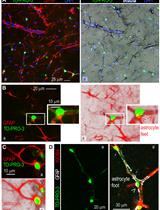Pericyte Mapping in Cerebral Slices with the Far-red Fluorophore TO-PRO-3