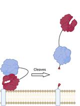 Knockoff: Druggable Cleavage of Membrane Proteins