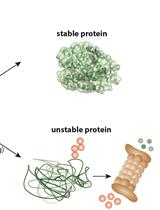 Analysis of Protein Stability by Synthesis Shutoff