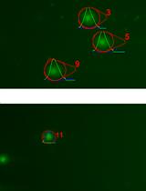Measurement of DNA Damage Using the Neutral Comet Assay in Cultured Cells