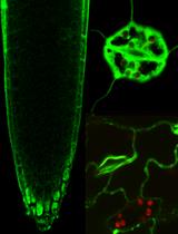 Imaging of Lipid Uptake in Arabidopsis Seedlings Utilizing Fluorescent Lipids and Confocal Microscopy