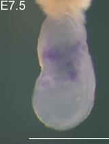 Wholemount in situ Hybridization for Spatial-temporal Visualization of Gene Expression in Early Post-implantation Mouse Embryos