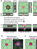 Live Imaging of Apoptotic Extrusion and Quantification of Apical Extrusion in Epithelial Cells