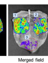 Split-luciferase Complementation Imaging Assay to Study Protein-protein Interactions in Nicotiana benthamiana 