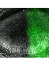 Ex-vivo Microtubule Stability Assay Using Drosophila  Wing Disc