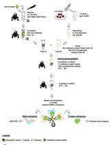 黑腹果蝇中蛋白质-蛋白质相互作用和 RNA 富集的免疫沉淀