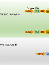 Conditional Gene Editing in Presynaptic Extinction-ensemble Cells via the CRISPR-SaCas9 System