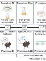 Bacterial Infection with Listeria monocytogenes in Mice and Subsequent Analysis of Antigen-Specific CD8 T Cell Responses