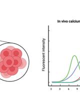 <em>In vivo </em>Imaging of Calcium Activities from Pancreatic β-cells in Zebrafish Embryos Using Spinning-disc Confocal and Two-photon Light-sheet Microscopy