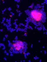 Isolation of Healthy F4/80+ Macrophages from Embryonic day E13.5 Mouse Fetal Liver Using Magnetic Nanoparticles for Single Cell Sequencing
