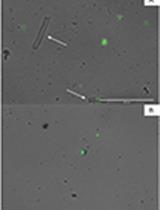 Isolation of Plant Nuclei Compatible with Microfluidic Single-nucleus ATAC-sequencing