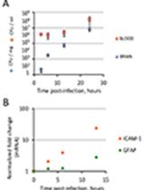 A Retro-orbital Sinus Injection Mouse Model to Study Early Events and Reorganization of the Astrocytic Network during Pneumococcal Meningitis