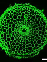 Non-invasive Imaging of Rice Roots in Non-compacted and Compacted Soil