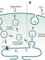 结合硅、体外和体内方法定量研究多肽诱导的MHC稳定性  