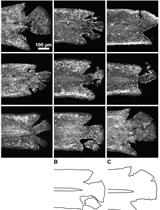 Wounding Zebrafish Larval Epidermis by Laceration