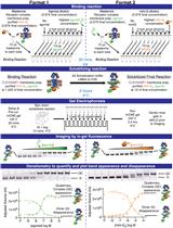 A Native PAGE Assay for the Biochemical Characterization of G Protein Coupling to GPCRs
