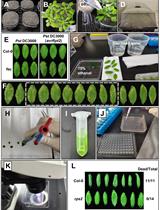 Bacterial Infection and Hypersensitive Response Assays in Arabidopsis-Pseudomonas syringae Pathosystem