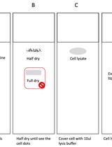 通过 DNA 纤维测定法监测 DNA 复制叉动力学的单分子分辨率