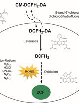 Measurement of Reactive Oxygen and Nitrogen Species in Living Cells Using the Probe 2',7'-Dichlorodihydrofluorescein