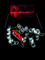 Label-free Quantification of Direct Protein-protein Interactions with Backscattering Interferometry