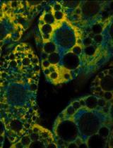 A Method to Induce Brown/Beige Adipocyte Differentiation from Murine Preadipocytes