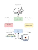 Assessment of Corticospinal Excitability in Awake Rodents Using EMG-Controlled Intracortical Stimulation