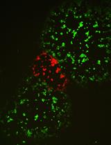 使用 CRISPR/Cas9 筛选牛痘病毒重组体 