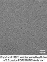 A Simple and Straightforward Approach for Generating Small, Stable, Homogeneous, Unilamellar 1-Palmitoyl 2-Oleoyl Phosphatidylcholine (POPC) Bilayer Vesicles