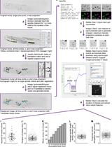 Live-cell Imaging and Analysis of Germline Stem Cell Mitosis in <em>Caenorhabditis elegans</em>