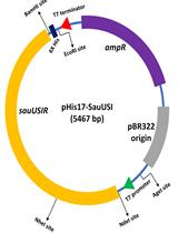 Heterologous Expression and High Degree Purification of the Restriction Endonuclease SauUSI