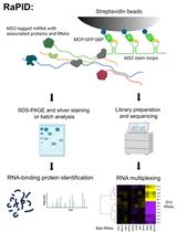 An Aptamer-based mRNA Affinity Purification Procedure (RaPID) for the Identification of Associated RNAs (RaPID-seq) and Proteins (RaPID-MS) in Yeast