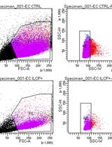 人外周血单个核细胞的静态粘附试验