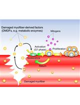 An in vitro Mechanical Damage Model of Isolated Myofibers in a Floating Culture Condition