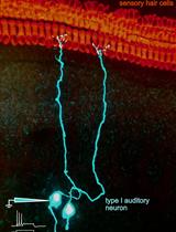 新生大鼠急性制备的半完整耳蜗中螺旋神经节胞体的膜片钳记录和单纤维标记